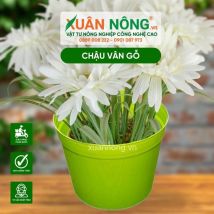 Chậu nhựa trồng cây - Chậu vân gỗ