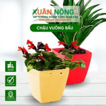 Chậu nhựa trồng cây - Chậu vuông bầu