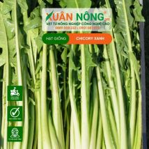 HẠT GIỐNG CHICORY XANH