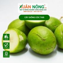 Cây giống cóc thái