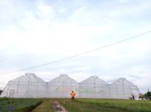 Nhà màng trồng dưa lưới Tây Ninh