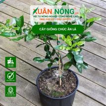 Cây giống chúc ăn lá