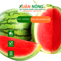 Hạt giống dưa hấu không hạt