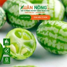 Hạt giống dưa hấu tí hon