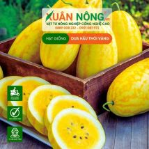HẠT GIỐNG DƯA HẤU THỎI VÀNG LAI F1