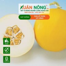 HẠT GIỐNG DƯA LÊ THƠM VỎ VÀNG