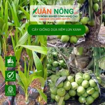 Cây giống dừa xiêm lùn xanh