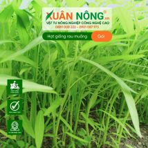 Hạt giống rau muống