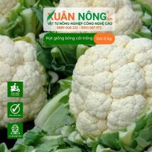 Hạt giống bông cải trắng