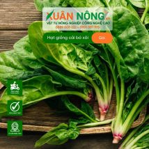 Hạt giống cải bó xôi