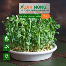 Hạt giống mầm đậu hà lan
