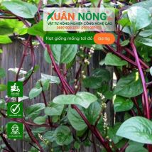 Hạt giống mồng tơi đỏ