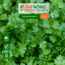 Hạt giống ngò rí