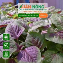 Hạt giống rau dền tía