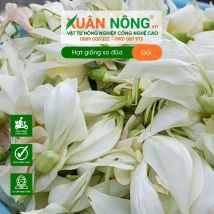 Hạt giống so đũa