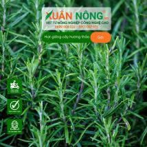 Hạt giống cây hương thảo