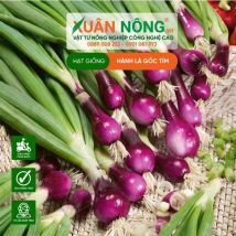 HẠT GIỐNG HÀNH LÁ TÍM GỐC
