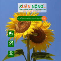 Hạt giống hoa hướng dương siêu hạt