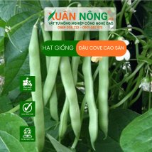 Đậu cove cao sản