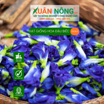 Hạt giống hoa đậu biếc