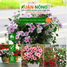 Hạt giống hoa dừa cạn lùn