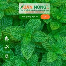Hạt giống bạc hà