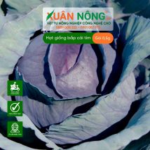 Hạt giống bắp cải tím