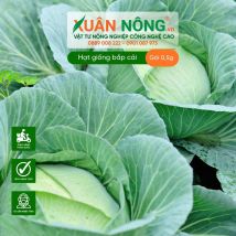 Hạt giống bắp cải