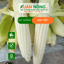 Hạt giống bắp nếp