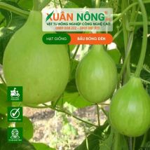 HẠT GIỐNG BẦU BÓNG ĐÈN