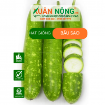 Hạt giống bầu sao