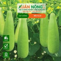 HAT GIỐNG BẦU XỊ LAI
