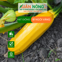 Hạt giống bí ngòi vàng