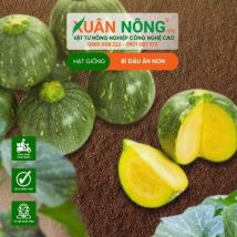 HẠT GIỐNG BÍ ĐẬU ĂN NON
