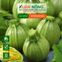 HẠT GIỐNG BÍ NGÒI TRÁI TRÒN