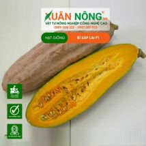 HẠT GIỐNG BÍ SÁP LAI
