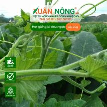 Hạt giống bí siêu ngọn