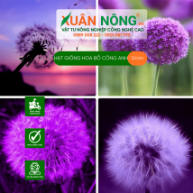 Hạt giống hoa bồ công anh