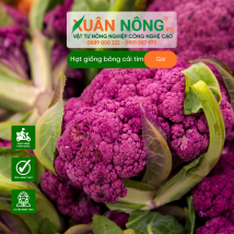 Hạt giống bông cải tím