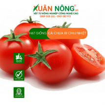 Hạt giống cà chua bi chịu nhiệt