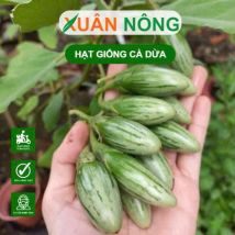 HẠT GIỐNG CÀ DỪA