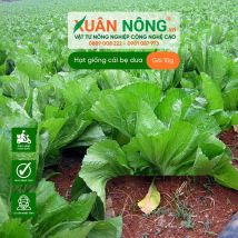 Hạt giống cải bẹ dưa