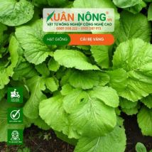HẠT GIỐNG CẢI BẸ VÀNG