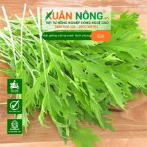 Hạt giống cải bẹ xanh đuôi phụng