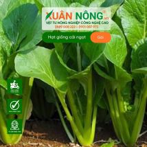 Hạt giống cải ngọt