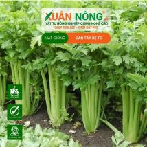 HAT GIỐNG CẦN TÂY BẸ TO