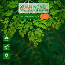 Hạt giống chùm ngây