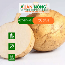 Hạt giống củ sẳn