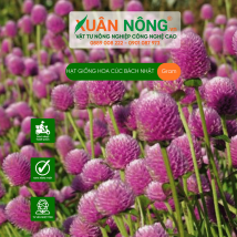 Hạt giống hoa cúc bách nhật