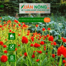 Hạt giống hoa cúc bách nhật đỏ